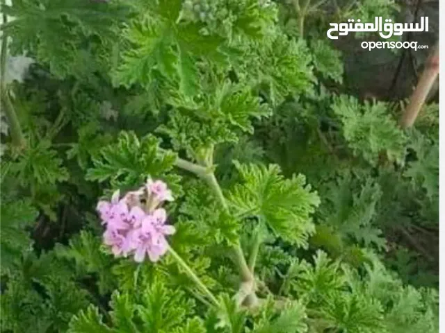 ماء عطر ربي يبارك