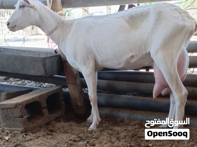 سانيين تنية اول ميلاد