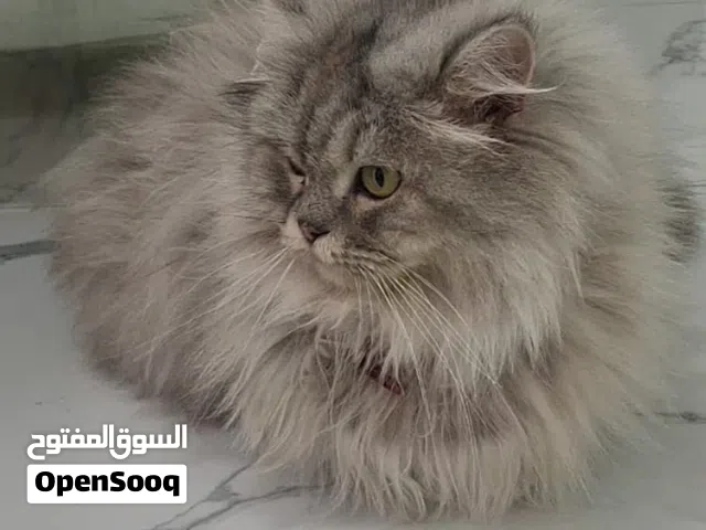 مطلوب قط للتزاوج  يكون مافيه امراض وجاهز ودون مقابل