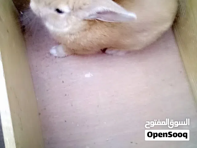 ارنب للبيع
