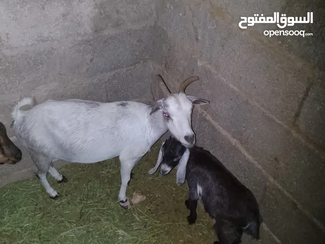 معزة هجينة على الكردي تحتها جدي لي تواصل علي وات ساب أو الهاتف