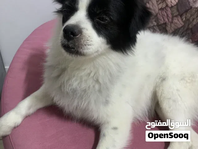 للبيع كلب بومرينيان لطيف وهادي