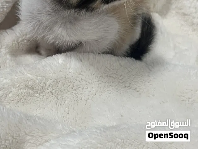 قطوه للتبني  عمرها اقل من شهر