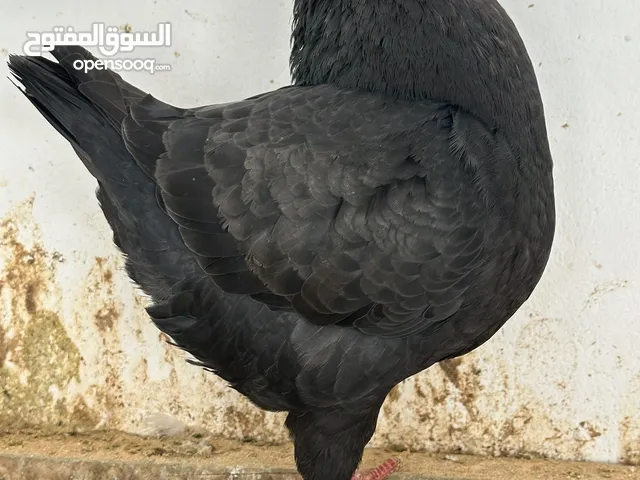 ذكر كنق اسود مصوقر خوصه 2024