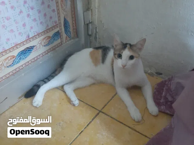 قطه جميله ومعقمة