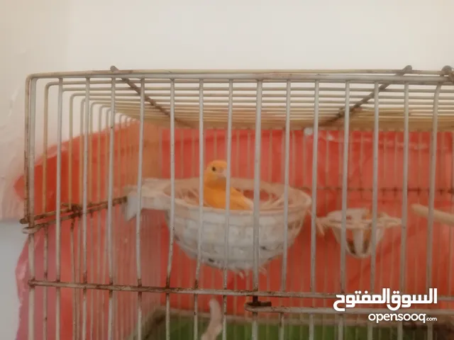 كنار للبيع او للبدل على حمام بلدي او دجاج بلدي فقط