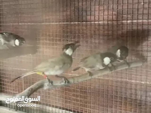 بلابيل بحريني