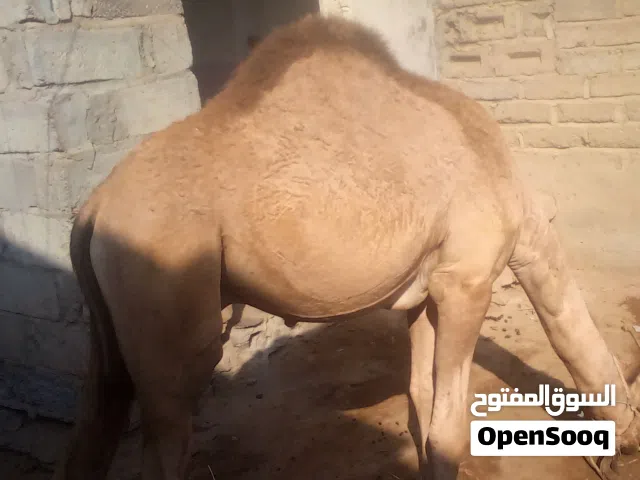 جمل عمره 9 اشهر