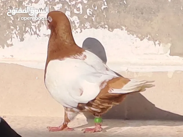 مزهورة صفرا ذنب ابيض