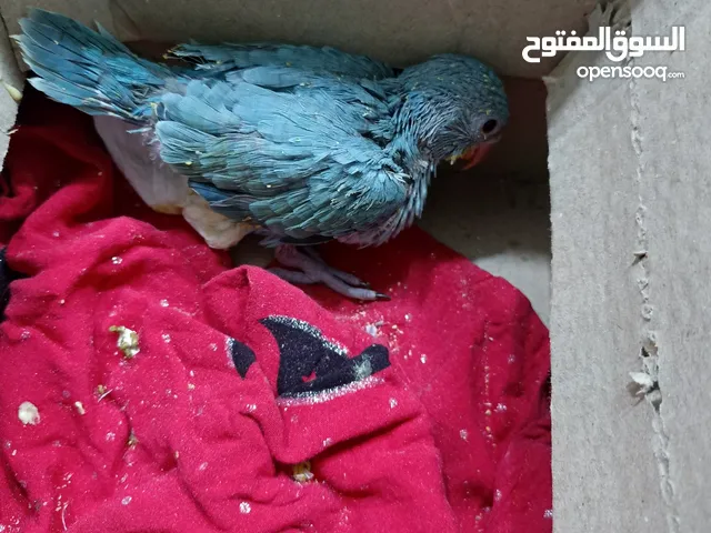 افراخ بغباء الدره