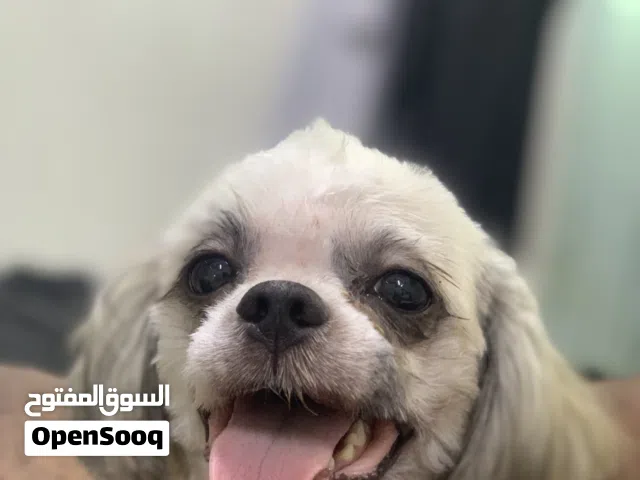 للبيع و للبدل ب ايفون 12 برو ماكس و فوق