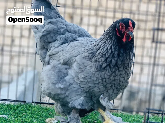 دجاجه براهما بلو