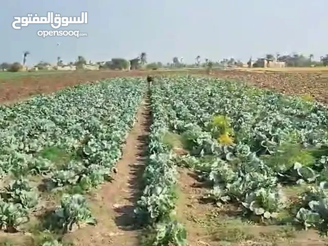 Farm Land for Sale in Beni Suef Ehnasia