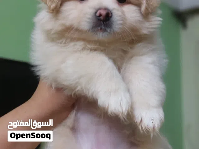 اجمل جراوى ممكن عينك تشوفيها