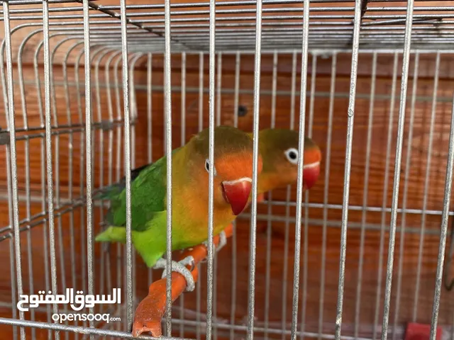 ببغاء فيشر للبيع