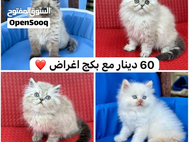 تبارك الخالق هملايا وسكوتش الاسعار ب50 و70  عمر شهرين صحه ونضافه وجمال