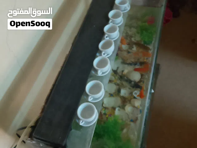 7 سمكات حجم كبير للبيع