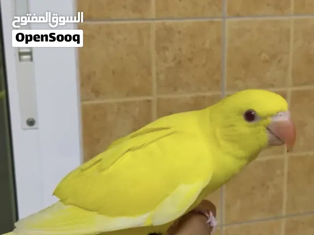 فرخ الدره الاصفر