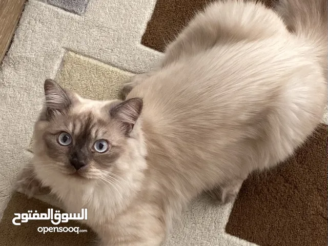 Friendly and playful cat for ADOPTION