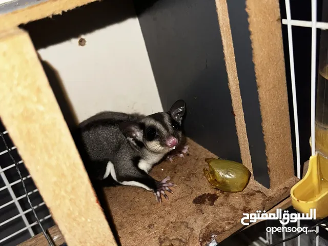 بيع سُكَر جلايدر أليف ونظيف – مُدَرَّب وصحي Sugar glider