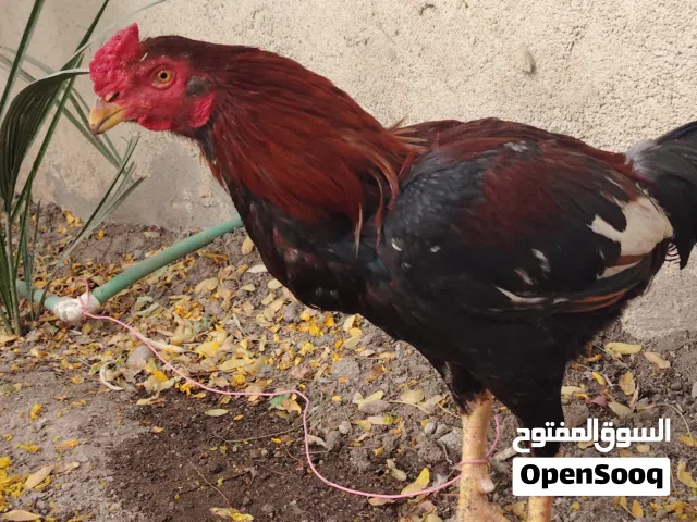 ديك هراتي السعر25