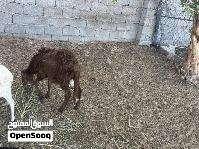 خروف خرطومي للبيع