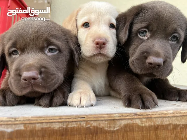 Labradore puppies