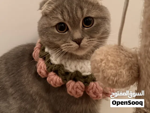 سكوتش فولد انثى عمرها خمس اشهر لديها دفتر تطعيمات