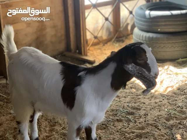 شراي اتصل زوز عنايق وجدي ماشاء الله الجدي على بدل والعنايق وحده عمرها 4شهور والتانيه 3شهور للبيع