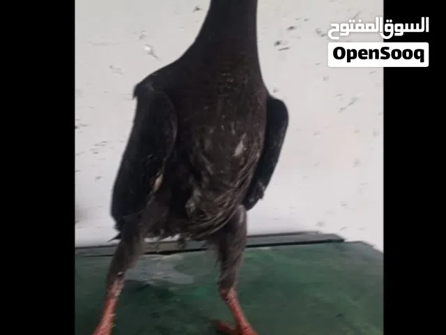 فراخ للبيع بغادنه ومسود