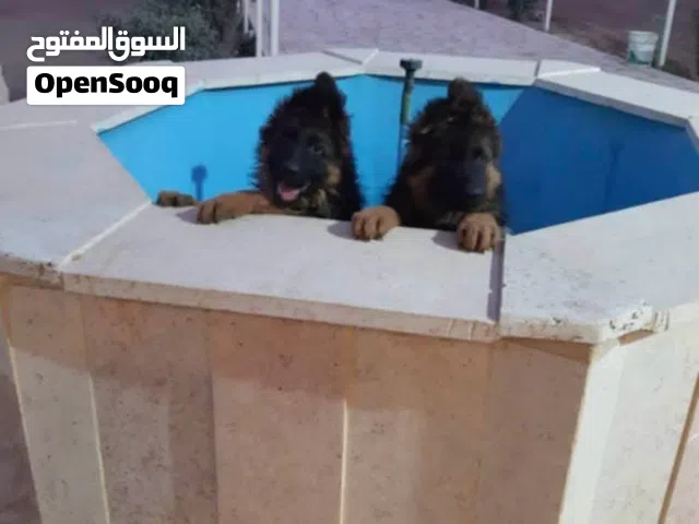 جراء جيرمن شيبرد شولاين مواصفات عاليه جدا اهالي مستورده مع اوراق اثبات النسب