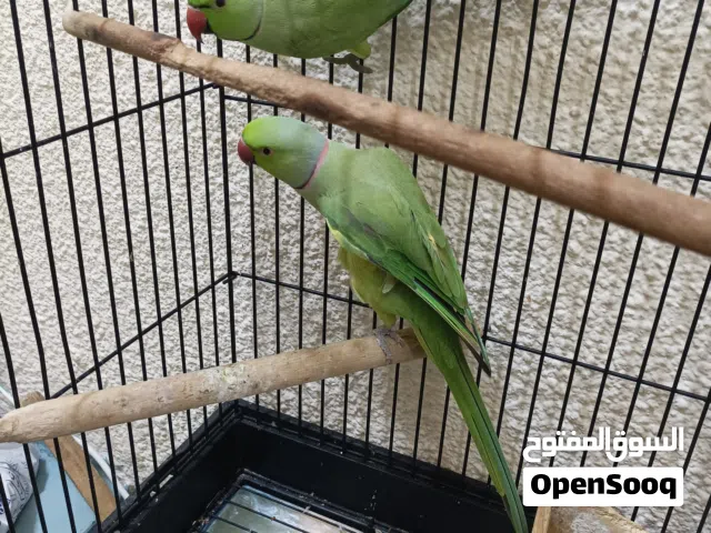 Perrots Both male and female