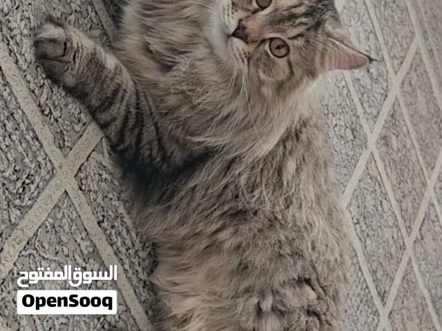 قط ذكر شيرازي للبيع العمر سنتين جاهز  للتزاوج