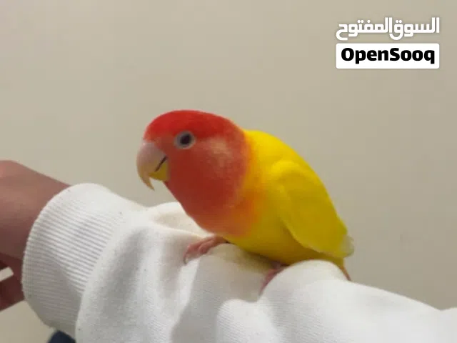 روز ربوه 3 سنين عض خفيف نوع اوبلاين السعر قابل للمساومه