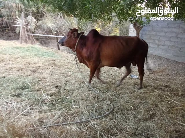 للبيع ثور عماني اصل