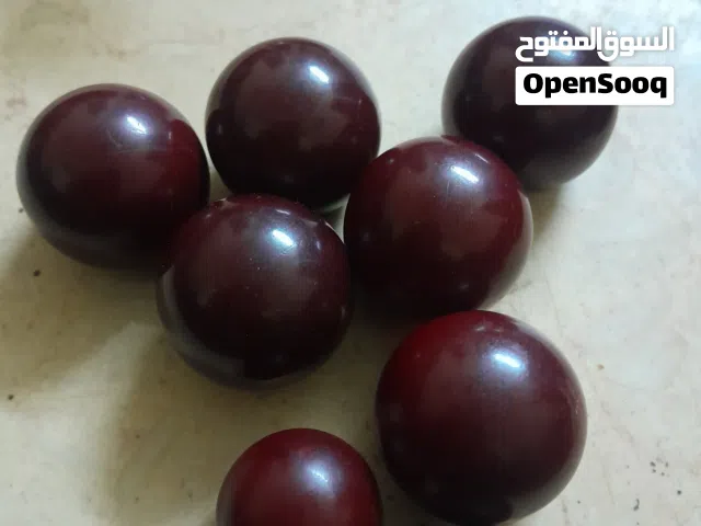 بكاليت اوربى قديم من عام 1950