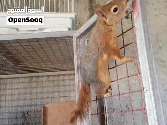 جوز سناجب اروبي