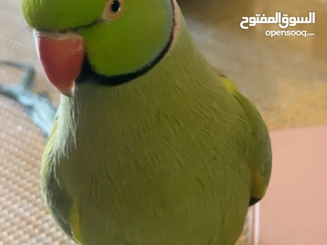 للبيع درة متحدث اليف ذكر و انثى