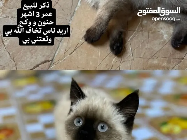 قطه للبيع ذكر