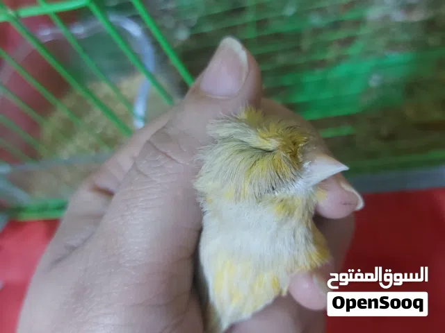 طيور كناري للبيع