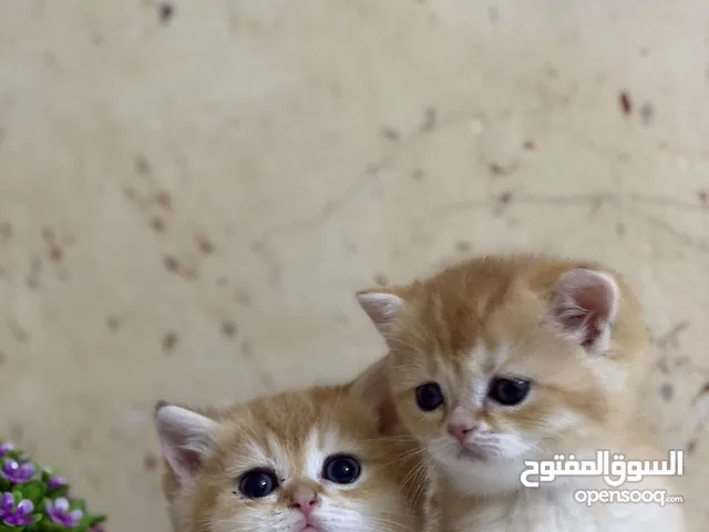 سكوتش برتش جولد ny12وny11