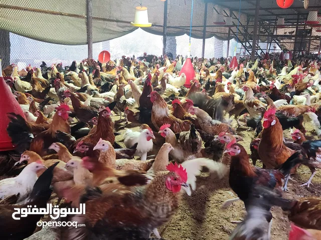 Pure Organic Chickens Eggs and Chicken alive available for sale