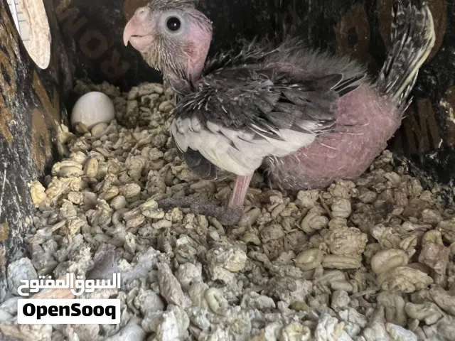 فرخين للغر والطيران الحر