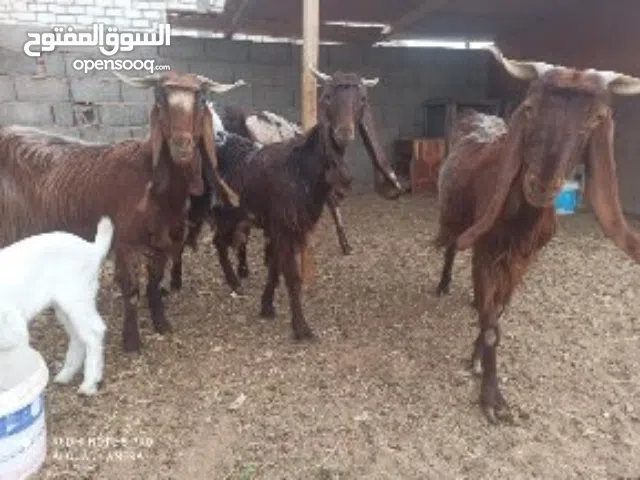 5 معزات هجين للبيع