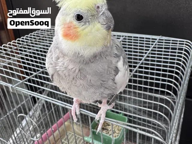 ببغاء كوكتيل ذكر جاهز عمر سنه وشوي شبه اليف صحته ممتازه ما شاء الله بوقف عالايد