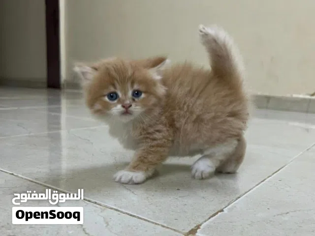 عاوز قطه  شهر ونص الجيزه فيصل