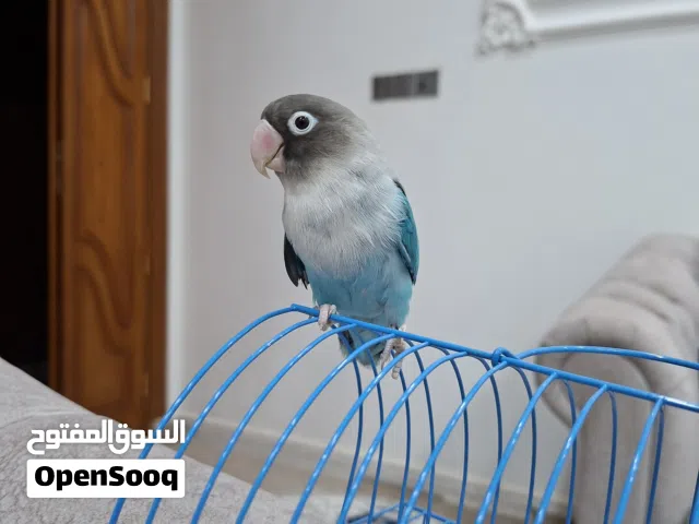 طير غندور فيشر