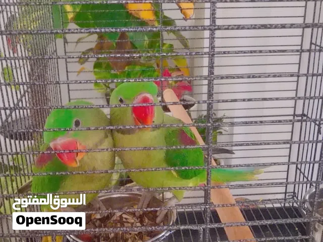 للبيع زوج بغبغاء نيبالي جامبو عمر 4 أشهر