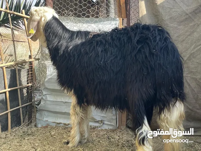 للبيع كبش نجدي اصل