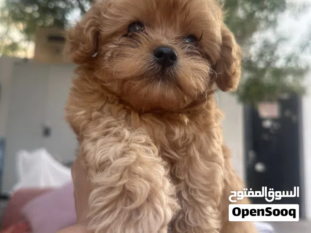 Toy Maltipoo male